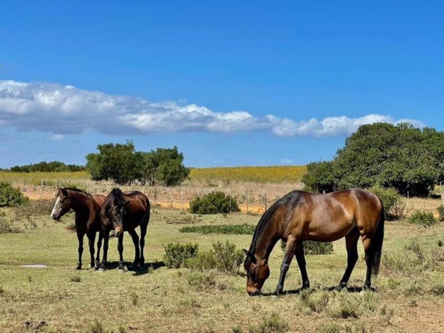 Heron Cottage - Living The Breede Malgas Exterior foto